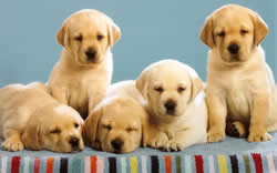 lab puppies